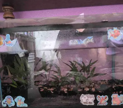 Fully established 5gal, View more
