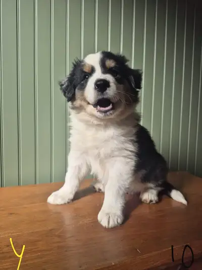 Australian Shepherd Puppies, View more