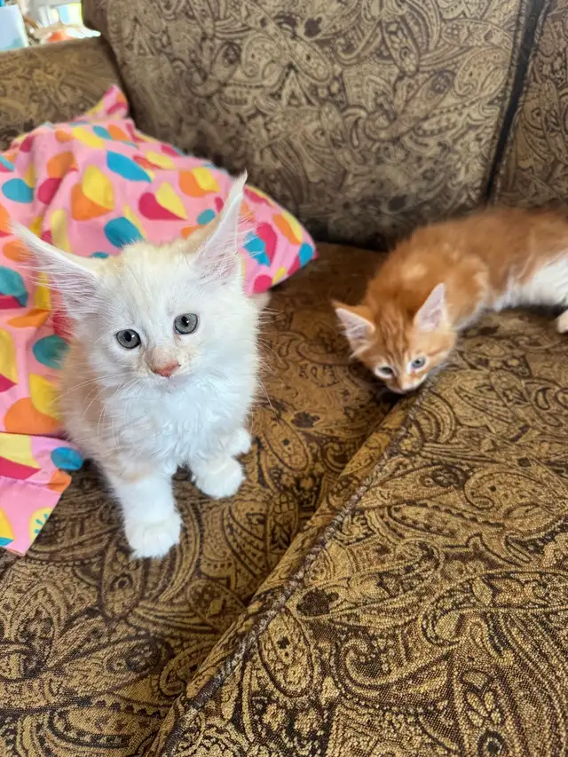 Maine Coon Kittens in Cats & Kittens for Rehoming in Pembroke - Image 3