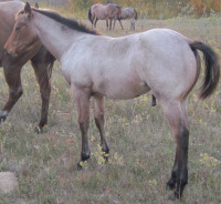 ROAN quarter horses for sale