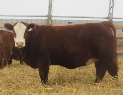 Replacement heifers, View more