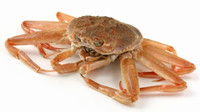 Wanted to buy a snow crab license 