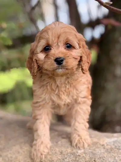 Lovely Cockapoo , View more
