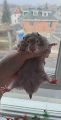 1 senior male hamster 