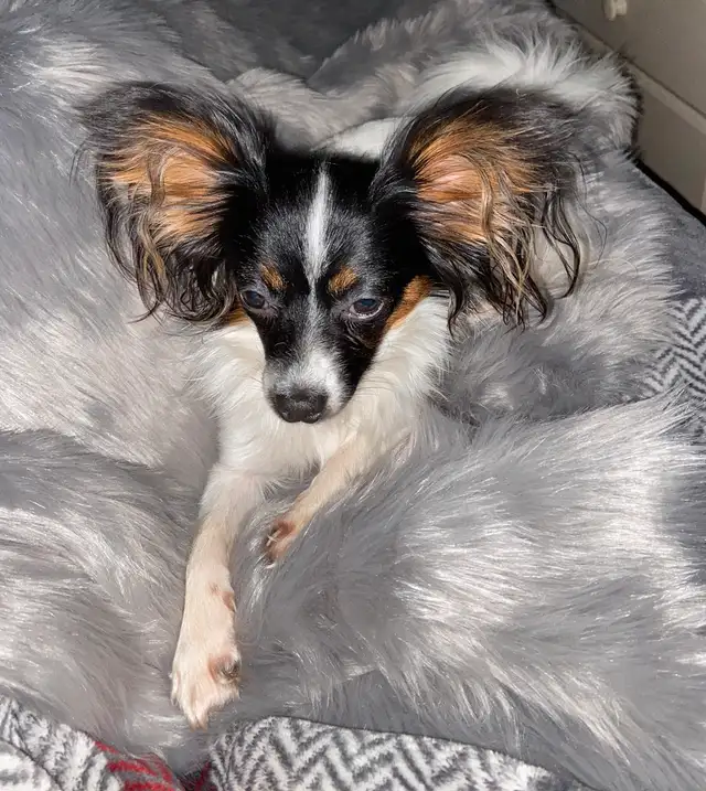 Femelle Chihuahua poil long papillon 4lbs in Dogs & Puppies for Rehoming in Laval / North Shore - Image 10