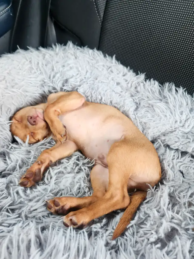 GOLDEN Puppy for sale! in Dogs & Puppies for Rehoming in City of Montréal - Image 4