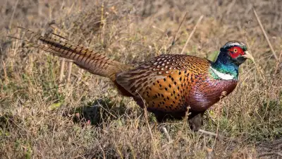 Ringneck Pheasant , View more