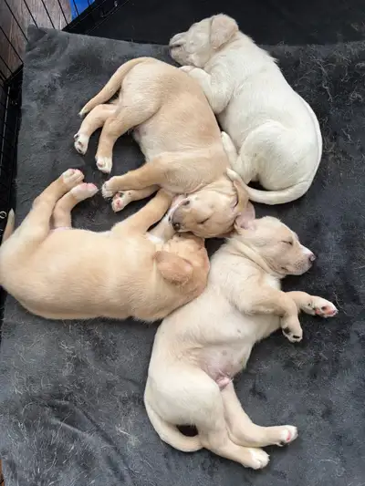 golden doodle x yellow lab puppies, View more