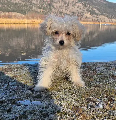 Tiny long-haired Chihuahua cross  puppys ( poochis), View more