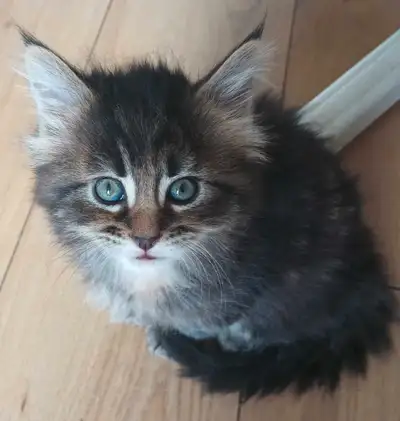 Maine Coon Kittens, View more