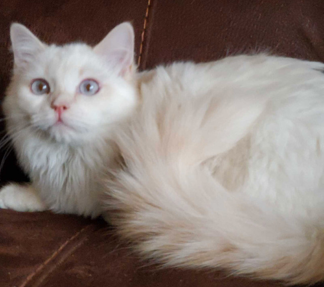 TICA registered ragdoll kitten  in Cats & Kittens for Rehoming in City of Halifax - Image 2