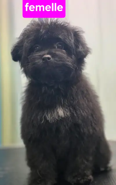 Magnifique Pomeranien X Caniche, View more