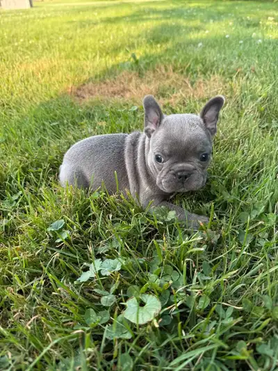 Blue French bulldog puppies, View more