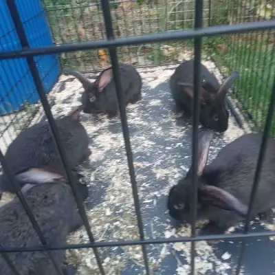 2 months old 3 males and 2 females Giant Flemish bunnies They all very friendly and healthy For $30...