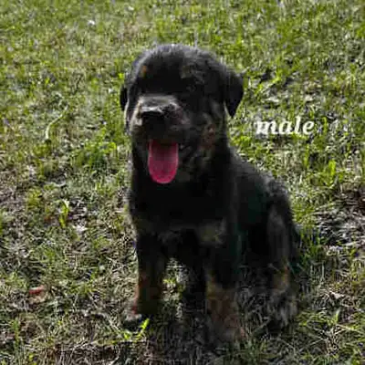 Not Set On Price, we want these Pups to go to caring homes! Open to offers. Rottweiler/ 2/3 Retrieve...