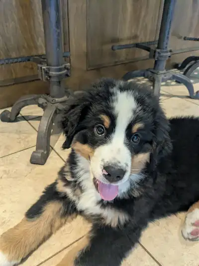 CKC Reg Bernese Mountain Dogs with Health Guarantee, View more