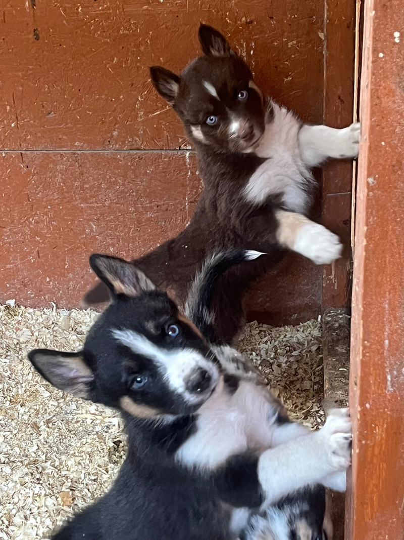 Aussie X Husky puppies Dogs & Puppies for Rehoming Penticton Kijiji