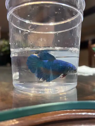 Contact for more info