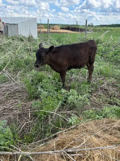 1 black Angus mixed for 2500, and 3 holstein for 1600 each.