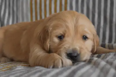 Purebred Golden Retriever Puppies - 2 remaining!, View more