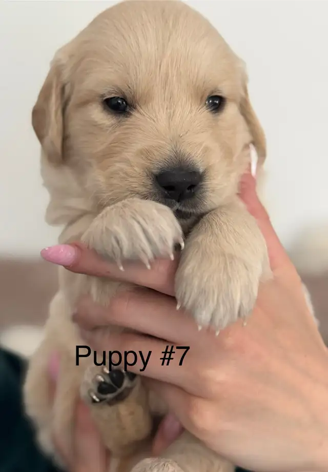 Purebred English Cream Golden Retriever puppies in Dogs & Puppies for Rehoming in Mississauga / Peel Region - Image 4