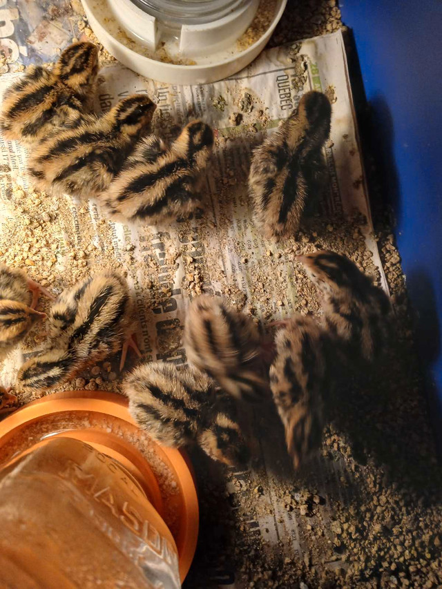 cailles à vendre  dans Animaux de ferme  à Trois-Rivières