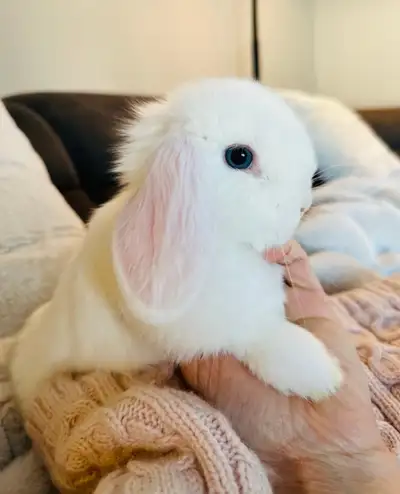 lapin-nain (male) -bélier Hollandais( pure race), View more