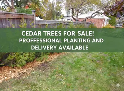 CEDAR TREES/HEDGES 3-12ft to start SHADE TREES Royal red sugar maple and more! LARGE EVERGREENS Colo...