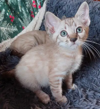Bengal cross kittens , View more