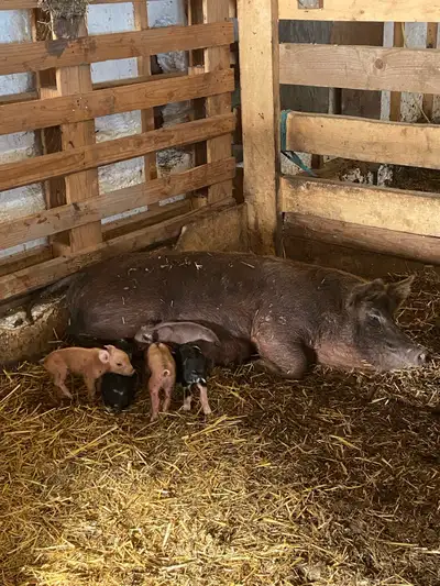 whole litter of pigs and sow!!!, View more