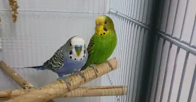 Budgies for sale, View more
