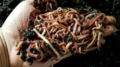 Red Wiggler Compost Worms , cocoons, euros, baby worms, more .:), View more