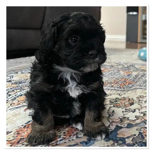 ❤️Gorgeous Toy Maltipoo Puppies One left ❤️ in Dogs & Puppies for Rehoming in Chilliwack - Image 6