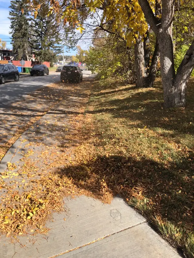 PROFESSIONAL FALL CLEANUP & SNOW REMOVAL 