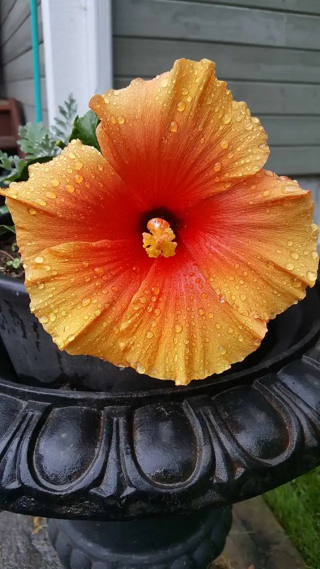 2 Bedroom Condominium for Rent.