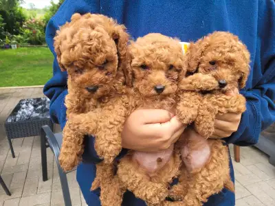 Red Toy Poodle Puppies for Sale!, View more