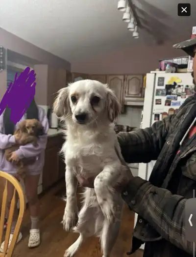 puppies for rehoming, View more