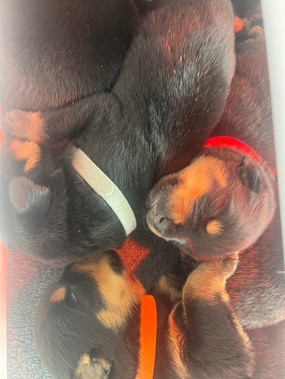 CKC Registered German Rottweilers 