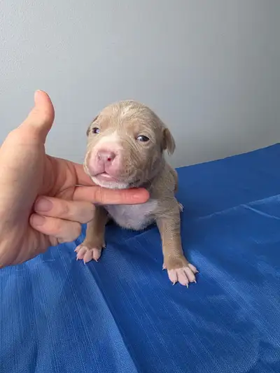 Puppies Available, View more