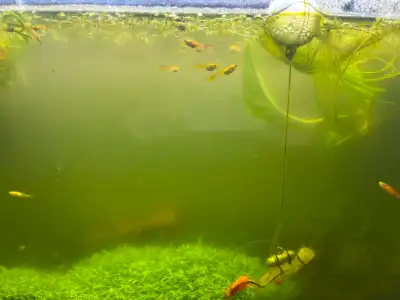 juvi guppy fish for sale from a fully self sustained/planted tank can do gender preferences as well...