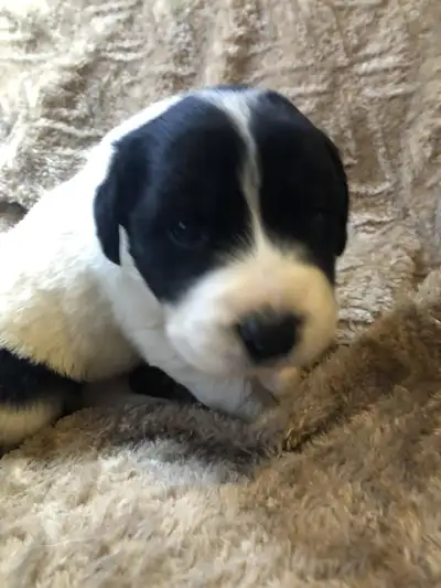 Landseer Newfoundland / Great Pyrenees Puppies, View more