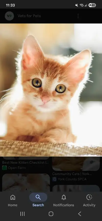 looking for a kitten , View more