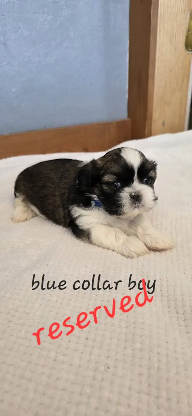 Shih Tzu Puppies ❤️ in Dogs & Puppies for Rehoming in Edmonton - Image 5