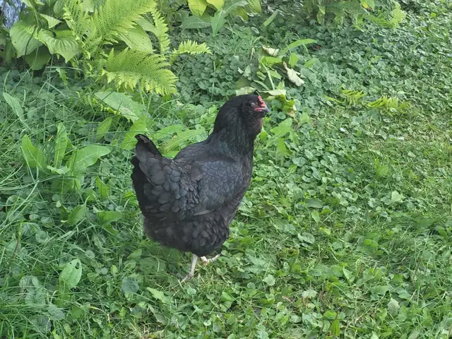 6 free range eggs layer hens & 1 rooster