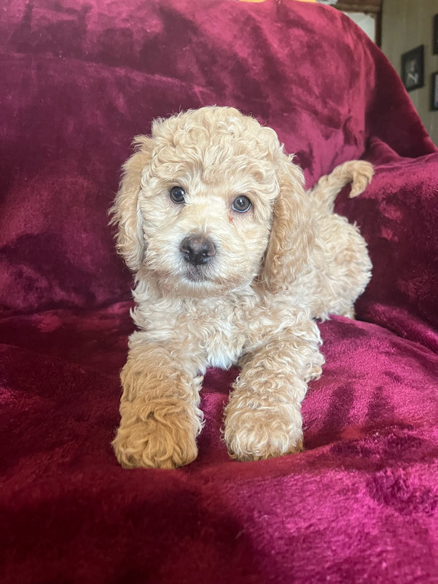 Caniche moyen caramel dans Chiens et chiots à adopter  à Lévis