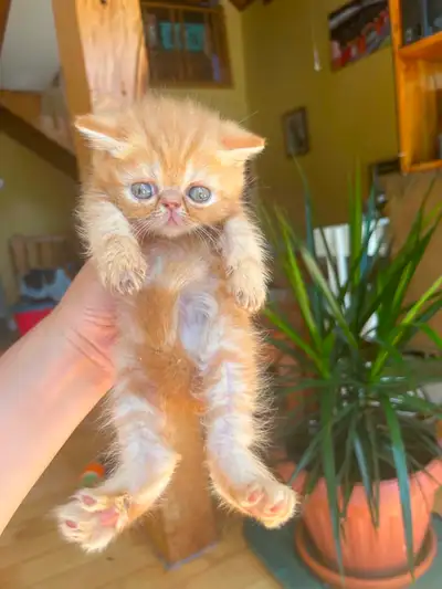 Rares Chatons Exotic Shorthair Persan poil court très affectueux, View more