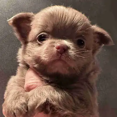 Here are adorable Chihuahua puppies, each with their own unique personality! These little companions...