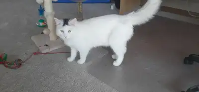 9 Month Old Kitten, View more