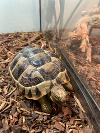 Baby Greek tortoise 