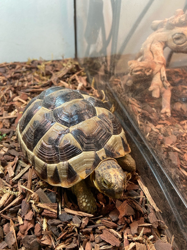 Baby Greek tortoise  dans Reptiles et amphibiens à adopter  à Ville de Montréal